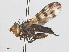  ( - RMNH.INS.552098)  @11 [ ] CreativeCommons - Attribution Non-Commercial Share-Alike (2013) Unspecified Naturalis Biodiversity Center