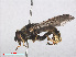  ( - RMNH.INS.552104)  @14 [ ] CreativeCommons - Attribution Non-Commercial Share-Alike (2013) Unspecified Naturalis Biodiversity Center