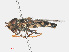  ( - RMNH.INS.552105)  @13 [ ] CreativeCommons - Attribution Non-Commercial Share-Alike (2013) Unspecified Naturalis Biodiversity Center