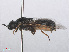  ( - RMNH.INS.552121)  @11 [ ] CreativeCommons - Attribution Non-Commercial Share-Alike (2013) Unspecified Naturalis Biodiversity Center