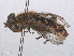  ( - RMNH.INS.552131)  @11 [ ] CreativeCommons - Attribution Non-Commercial Share-Alike (2013) Unspecified Naturalis Biodiversity Center