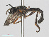  ( - RMNH.INS.552133)  @13 [ ] CreativeCommons - Attribution Non-Commercial Share-Alike (2013) Unspecified Naturalis Biodiversity Center