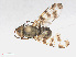  ( - RMNH.INS.552136)  @11 [ ] CreativeCommons - Attribution Non-Commercial Share-Alike (2013) Unspecified Naturalis Biodiversity Center