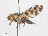 ( - RMNH.INS.552137)  @11 [ ] CreativeCommons - Attribution Non-Commercial Share-Alike (2013) Unspecified Naturalis Biodiversity Center