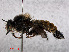  ( - RMNH.INS.552154)  @11 [ ] CreativeCommons - Attribution Non-Commercial Share-Alike (2013) Unspecified Naturalis Biodiversity Center