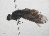  ( - RMNH.INS.552159)  @11 [ ] CreativeCommons - Attribution Non-Commercial Share-Alike (2013) Unspecified Naturalis Biodiversity Center