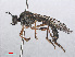  (Dioctria hyalipennis - RMNH.INS.552163)  @14 [ ] CreativeCommons - Attribution Non-Commercial Share-Alike (2013) Unspecified Naturalis Biodiversity Center
