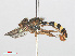  ( - RMNH.INS.553127)  @13 [ ] CreativeCommons - Attribution Non-Commercial Share-Alike (2013) Unspecified Naturalis Biodiversity Center