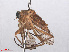  ( - RMNH.INS.553258)  @12 [ ] CreativeCommons - Attribution Non-Commercial Share-Alike (2013) Unspecified Naturalis Biodiversity Center