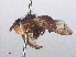  ( - RMNH.INS.553272)  @11 [ ] CreativeCommons - Attribution Non-Commercial Share-Alike (2013) Unspecified Naturalis Biodiversity Center