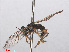 ( - RMNH.INS.553275)  @12 [ ] CreativeCommons - Attribution Non-Commercial Share-Alike (2013) Unspecified Naturalis Biodiversity Center