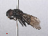  ( - RMNH.INS.553280)  @11 [ ] CreativeCommons - Attribution Non-Commercial Share-Alike (2013) Unspecified Naturalis Biodiversity Center