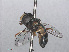  ( - RMNH.INS.553287)  @11 [ ] CreativeCommons - Attribution Non-Commercial Share-Alike (2013) Unspecified Naturalis Biodiversity Center