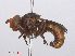  ( - RMNH.INS.553289)  @11 [ ] CreativeCommons - Attribution Non-Commercial Share-Alike (2013) Unspecified Naturalis Biodiversity Center