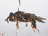  ( - RMNH.INS.553293)  @13 [ ] CreativeCommons - Attribution Non-Commercial Share-Alike (2013) Unspecified Naturalis Biodiversity Center
