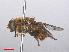  ( - RMNH.INS.553306)  @11 [ ] CreativeCommons - Attribution Non-Commercial Share-Alike (2013) Unspecified Naturalis Biodiversity Center