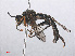  ( - RMNH.INS.553311)  @12 [ ] CreativeCommons - Attribution Non-Commercial Share-Alike (2013) Unspecified Naturalis Biodiversity Center