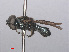  ( - RMNH.INS.553318)  @12 [ ] CreativeCommons - Attribution Non-Commercial Share-Alike (2013) Unspecified Naturalis Biodiversity Center