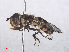  ( - RMNH.INS.553323)  @13 [ ] CreativeCommons - Attribution Non-Commercial Share-Alike (2013) Unspecified Naturalis Biodiversity Center