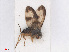  ( - RMNH.INS.553334)  @11 [ ] CreativeCommons - Attribution Non-Commercial Share-Alike (2013) Unspecified Naturalis Biodiversity Center