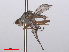  (Tephrochlamys rufiventris - RMNH.INS.553356)  @13 [ ] CreativeCommons - Attribution Non-Commercial Share-Alike (2013) Unspecified Naturalis Biodiversity Center