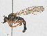 ( - RMNH.INS.553364)  @11 [ ] CreativeCommons - Attribution Non-Commercial Share-Alike (2013) Unspecified Naturalis Biodiversity Center