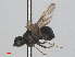  ( - RMNH.INS.553368)  @11 [ ] CreativeCommons - Attribution Non-Commercial Share-Alike (2013) Unspecified Naturalis Biodiversity Center