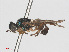  ( - RMNH.INS.553374)  @12 [ ] CreativeCommons - Attribution Non-Commercial Share-Alike (2013) Unspecified Naturalis Biodiversity Center