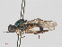  ( - RMNH.INS.553381)  @12 [ ] CreativeCommons - Attribution Non-Commercial Share-Alike (2013) Unspecified Naturalis Biodiversity Center