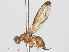  ( - RMNH.INS.553387)  @11 [ ] CreativeCommons - Attribution Non-Commercial Share-Alike (2013) Unspecified Naturalis Biodiversity Center