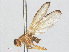  ( - RMNH.INS.553388)  @11 [ ] CreativeCommons - Attribution Non-Commercial Share-Alike (2013) Unspecified Naturalis Biodiversity Center