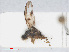  ( - RMNH.INS.553390)  @11 [ ] CreativeCommons - Attribution Non-Commercial Share-Alike (2013) Unspecified Naturalis Biodiversity Center