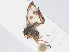  ( - RMNH.INS.553391)  @11 [ ] CreativeCommons - Attribution Non-Commercial Share-Alike (2013) Unspecified Naturalis Biodiversity Center