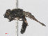  ( - RMNH.INS.553420)  @12 [ ] CreativeCommons - Attribution Non-Commercial Share-Alike (2013) Unspecified Naturalis Biodiversity Center