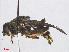  ( - RMNH.INS.553424)  @14 [ ] CreativeCommons - Attribution Non-Commercial Share-Alike (2013) Unspecified Naturalis Biodiversity Center