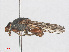  ( - RMNH.INS.553439)  @11 [ ] CreativeCommons - Attribution Non-Commercial Share-Alike (2013) Unspecified Naturalis Biodiversity Center
