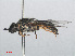  (Odontomyia tigrina - RMNH.INS.553441)  @12 [ ] CreativeCommons - Attribution Non-Commercial Share-Alike (2013) Unspecified Naturalis Biodiversity Center