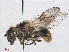 ( - RMNH.INS.553442)  @13 [ ] CreativeCommons - Attribution Non-Commercial Share-Alike (2013) Unspecified Naturalis Biodiversity Center