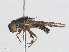  ( - RMNH.INS.553446)  @11 [ ] CreativeCommons - Attribution Non-Commercial Share-Alike (2013) Unspecified Naturalis Biodiversity Center