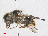  ( - RMNH.INS.553448)  @13 [ ] CreativeCommons - Attribution Non-Commercial Share-Alike (2013) Unspecified Naturalis Biodiversity Center