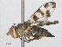  ( - RMNH.INS.553452)  @11 [ ] CreativeCommons - Attribution Non-Commercial Share-Alike (2013) Unspecified Naturalis Biodiversity Center