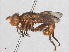  ( - RMNH.INS.553456)  @11 [ ] CreativeCommons - Attribution Non-Commercial Share-Alike (2013) Unspecified Naturalis Biodiversity Center