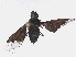  ( - RMNH.INS.553458)  @12 [ ] CreativeCommons - Attribution Non-Commercial Share-Alike (2013) Unspecified Naturalis Biodiversity Center