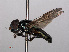  ( - RMNH.INS.553483)  @11 [ ] CreativeCommons - Attribution Non-Commercial Share-Alike (2013) Unspecified Naturalis Biodiversity Center