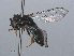  ( - RMNH.INS.553491)  @13 [ ] CreativeCommons - Attribution Non-Commercial Share-Alike (2013) Unspecified Naturalis Biodiversity Center