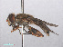  ( - RMNH.INS.553495)  @11 [ ] CreativeCommons - Attribution Non-Commercial Share-Alike (2013) Unspecified Naturalis Biodiversity Center