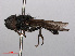  ( - RMNH.INS.553691)  @11 [ ] CreativeCommons - Attribution Non-Commercial Share-Alike (2013) Unspecified Naturalis Biodiversity Center