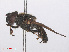  ( - RMNH.INS.553693)  @13 [ ] CreativeCommons - Attribution Non-Commercial Share-Alike (2013) Unspecified Naturalis Biodiversity Center