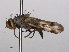  ( - RMNH.INS.553712)  @12 [ ] CreativeCommons - Attribution Non-Commercial Share-Alike (2013) Unspecified Naturalis Biodiversity Center