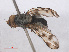  ( - RMNH.INS.553716)  @11 [ ] CreativeCommons - Attribution Non-Commercial Share-Alike (2013) Unspecified Naturalis Biodiversity Center